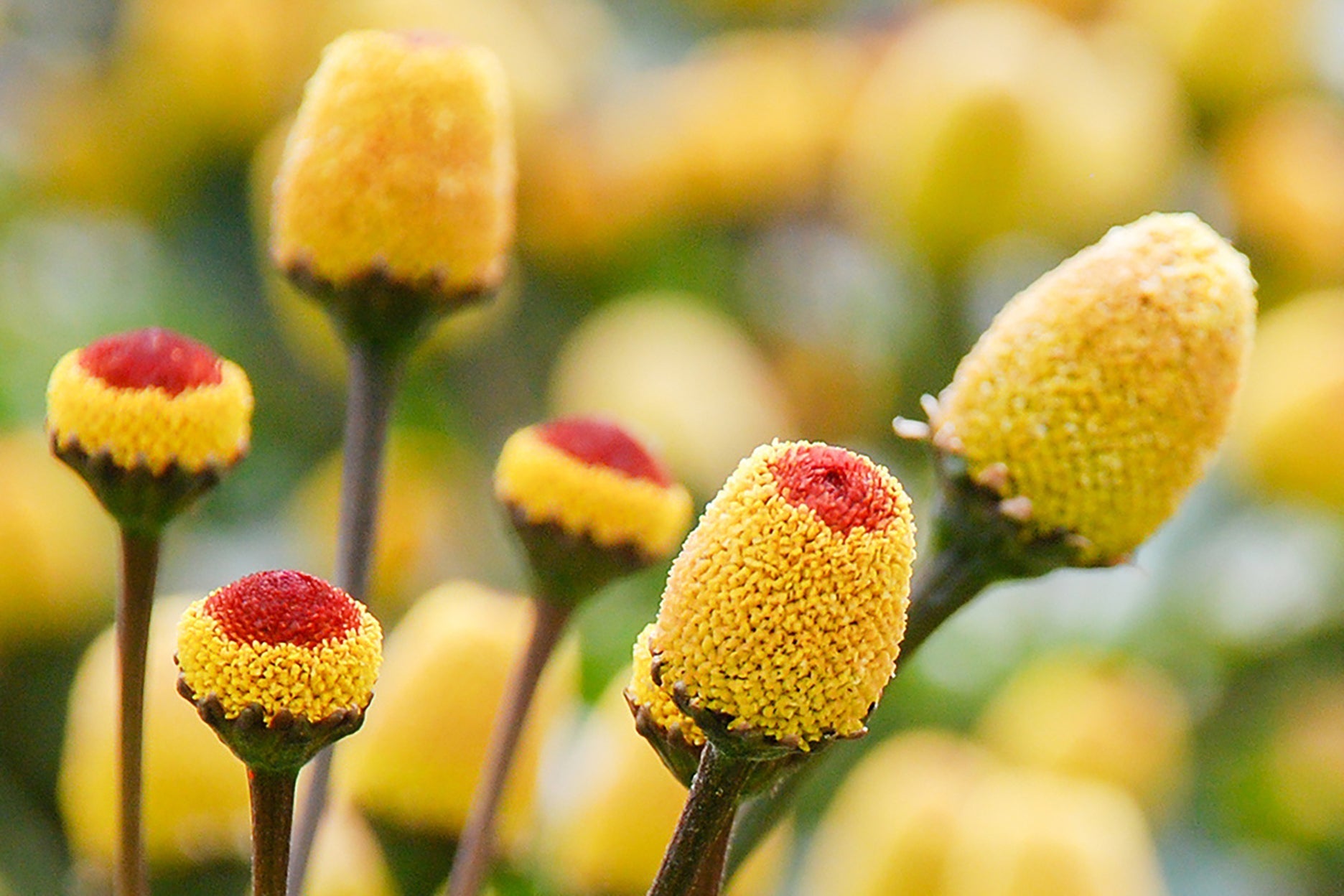 die Pflanze Parakresse